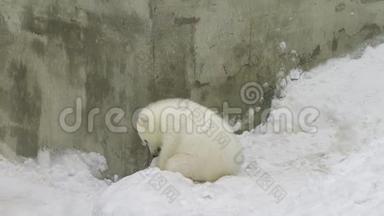 北极熊幼崽在雪地里玩耍