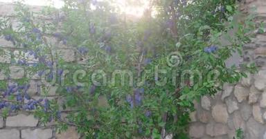 花园里的紫梅树