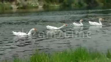 一<strong>群</strong>家鹅在游泳，清理河岸附近的羽毛
