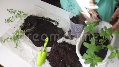 女孩把薄荷从一个花盆移植到另一个花盆。 用塑料刮刀与土壤一起工作。