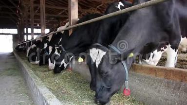 奶牛在谷仓里喂食