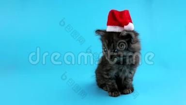 戴着圣诞老人红帽子的圣诞猫四处张望，喵喵叫