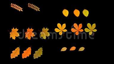 背景动画秋天不同的树叶在风中摇摆阿尔法透明的隔离通道