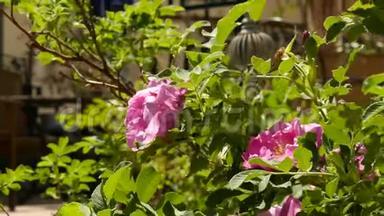 玫瑰花在阳光下绽放。 满是粉红色的油玫瑰花在花园里。 茶玫瑰。 4K