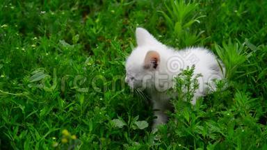 白猫在草地上冻得发抖
