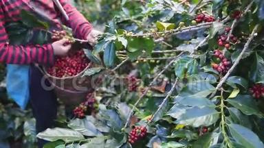 咖啡农采摘成熟的樱桃豆