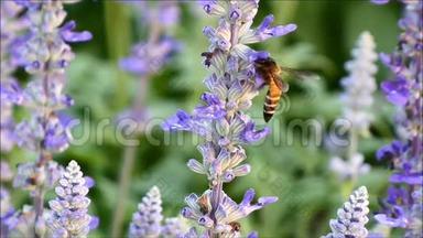 蜜蜂在盛开的薰衣草花上采蜜