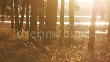 树木茂密的松林景观，干草树桩<strong>剪影</strong>，树木在日落前被<strong>金色</strong>的阳光和阳光背光。