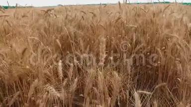 麦田。 一阵阵金色的麦穗将慢动作视频定格. 农业，农业，农业