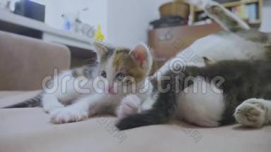 白两只小猫玩着睡觉互相咬着尾巴.. 两只小猫播放慢动作视频。 小猫
