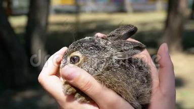 女孩正抱着一只小野毛小兔子。 掌中的小兔子.. 慢动作