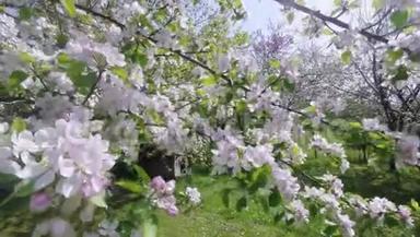 樱花树，樱花在春天。 自然与春天背景