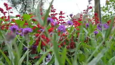 各种<strong>野花</strong>。 红色和紫色<strong>野花</strong>。 沿着花丛的镜头移动给机会