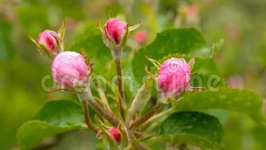 美丽的闭芽粉红色玫瑰花<strong>雨</strong>后模糊的绿色背景。