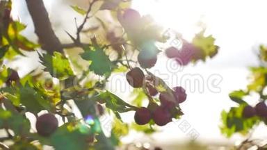 带刺的树枝上的红色浆果红色浆果。 秋日的阳光；带刺的树枝上的叶子；山楂或刺梨