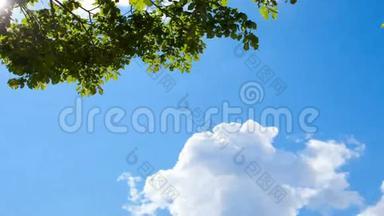 蓝天背景：白云和绿树枝