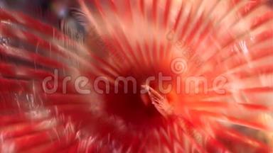 白海海底的鲜红色水波塔米拉肾形。