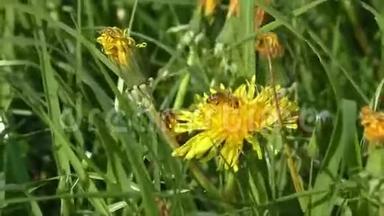 蜜蜂在蒲公英、黄蒲公英、花、绿草、黄花粉上采蜜