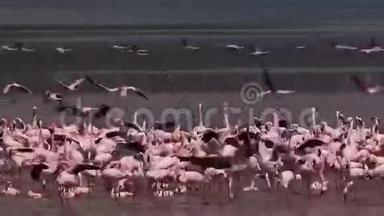 小火烈鸟，小型短翅目，<strong>集体</strong>洗澡，一些在飞行，殖民地在博戈里亚湖在肯尼亚，