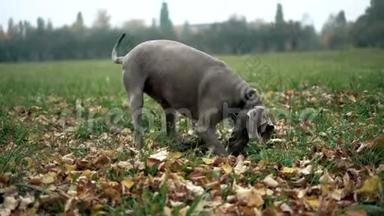 一只猎狗种了维马兰纳银鬼在地里挖洞