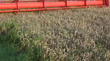 联合收割机在夏末收割小麦