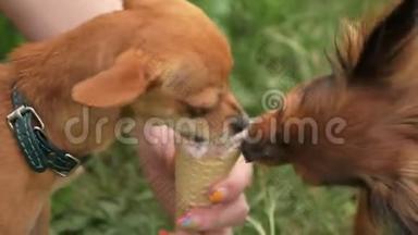 两只狗舔冰淇淋。 那些猎犬吃美味的奶油冰淇淋。 带有草莓味的冰淇淋甜筒有害
