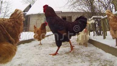 小鸡在冬天的院子里走来走去。