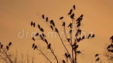 乌鸦成群结队的鸟儿，秋天坐在一棵树上，干燥的树枝上，日落，橙色的轮廓。 乌鸦鸟