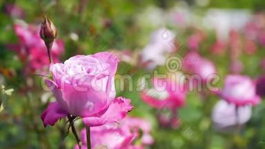 <strong>天气晴朗</strong>时，美丽的粉红色玫瑰