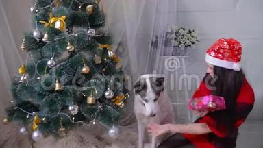 在<strong>新年</strong>庆祝<strong>活动</strong>中，一个女孩在圣诞树旁送礼物给她的哈士奇狗。