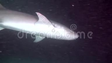 马尔代夫清澈<strong>海底</strong>水下泻湖海洋背景下的<strong>鲨鱼</strong>。