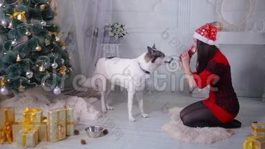 在<strong>新年</strong>庆祝<strong>活动</strong>中，一个女孩在圣诞树旁送礼物给她的哈士奇狗。