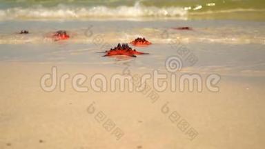 摄像机慢慢地沿着海岸飞行。 白沙上大量红星.. 白色海滩。 红色的特写镜头