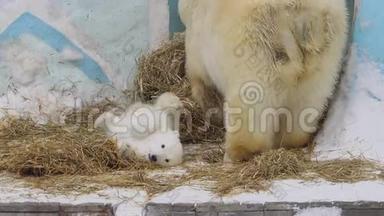 北极熊幼崽躺在母亲身边玩耍