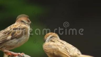菲律宾玛雅鸟，欧亚大树麻雀或帕斯莫奈栖息在树枝<strong>嘴</strong>互相喂养。