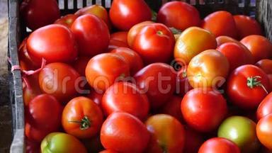 越南林省花园收获的番茄