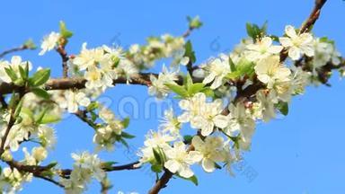 盛开的<strong>梅树</strong>枝。 白色花朵
