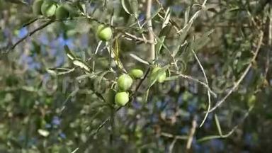 枝树上的橄榄浆果
