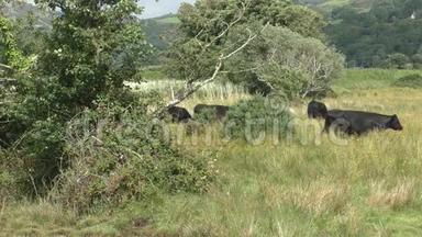 牛群穿过草地