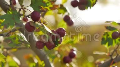 带刺的树枝上的红色浆果红色浆果。 秋日的阳光和带刺的树枝上的叶子