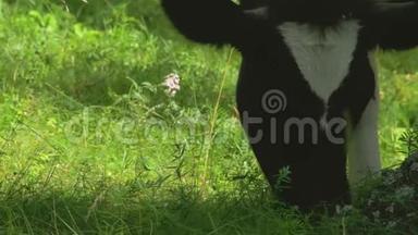 田野背景上的奶牛画像.. 奶牛场上漂亮有趣的牛。 奶牛吃着鲜绿的草地