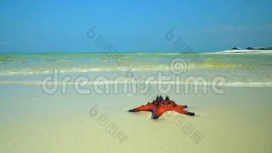 摄像机慢慢地沿着海岸飞行。 白沙上大量红星.. 白色海滩上的红星鱼躺着