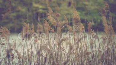 晚上与芦苇湖。 青铜羽草随风摇曳.. 吹在芦苇里的风。