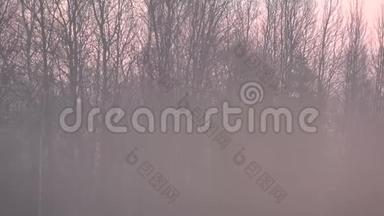 晨雾和日出在田野和鸟鸣在春天4K