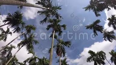 视频片段：蓝天背景上的棕榈树.. 旅<strong>游</strong>、<strong>避暑</strong>、度假和热带