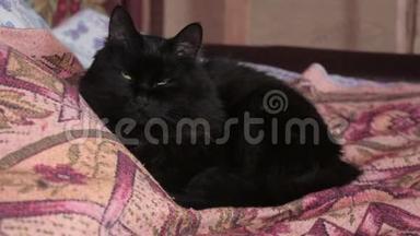 黑猫躺在床上<strong>眨眼</strong>睛