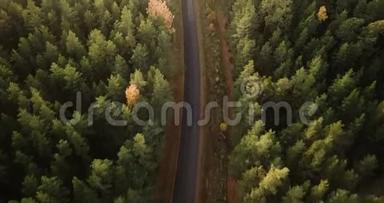空中拍摄的<strong>青松</strong>和黄桦林，道路在中间，摄像机跟着道路