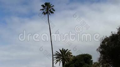 从棕榈树到加州圣塔莫尼卡海洋的倾斜