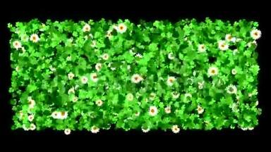 花坛-种植雏菊和立体植物动画背景的草甸。 包括阿尔法频道。