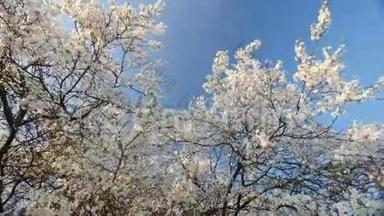 花梅树乘春.. 慢运动，广角低视角.. 明亮的蓝天。